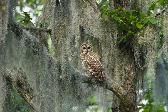 Framed Print : Barred Owl (Strix varia) in bald cypress forest on Caddo Lake, Texas Framed Print : Barred Owl (Strix varia) in bald cypress forest on Caddo Lake, Texas