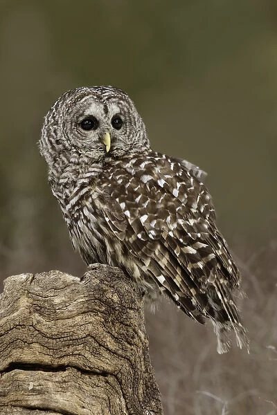 Barred Owl, Strix varia, (Captive) Montana