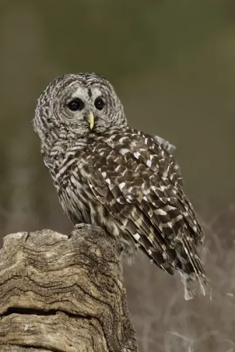 Framed Print : Barred Owl, Strix varia, (Captive) Montana