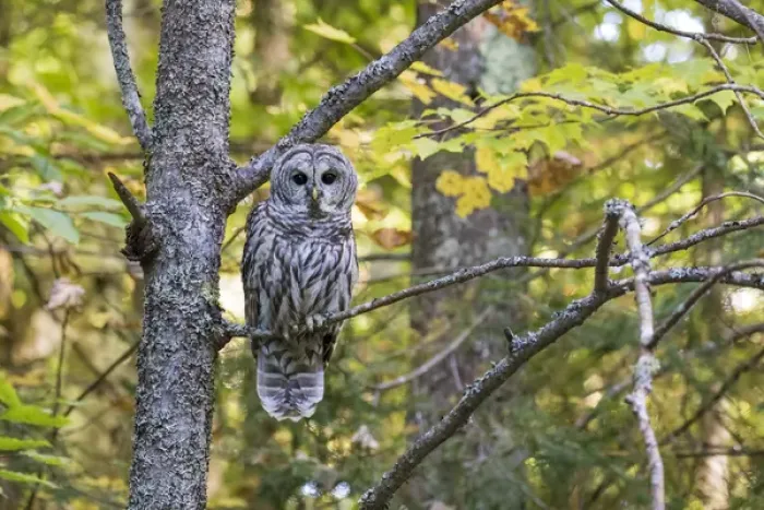 Framed Print : Barred Owl (Strix varia) in fall, Alger County, MI Framed Print : Barred Owl (Strix varia) in fall, Alger County, MI