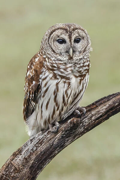 Barred owl, Strix varia, Florida