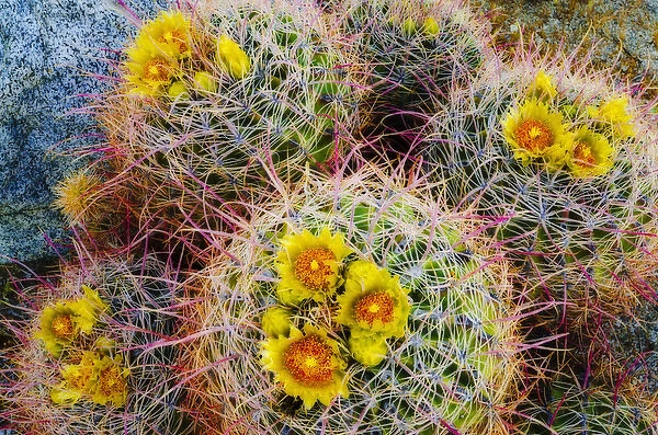 Barrel cactus in bloom, Anza-Borrego Desert State Park, California