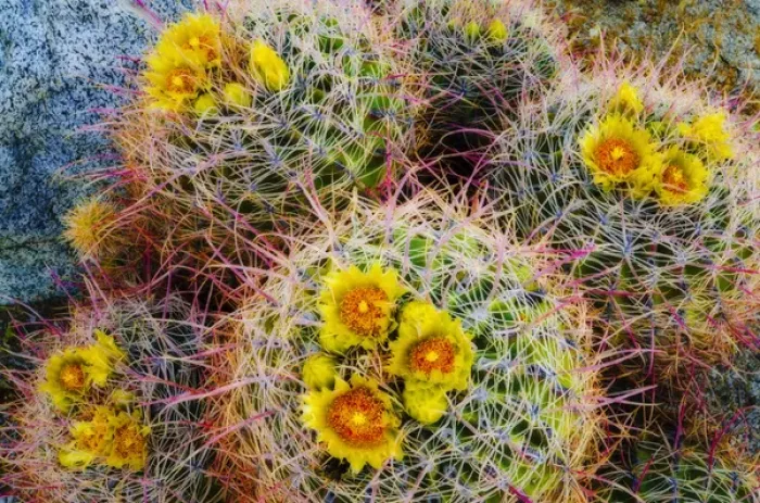 Framed Print : Barrel cactus in bloom, Anza-Borrego Desert State Park, California