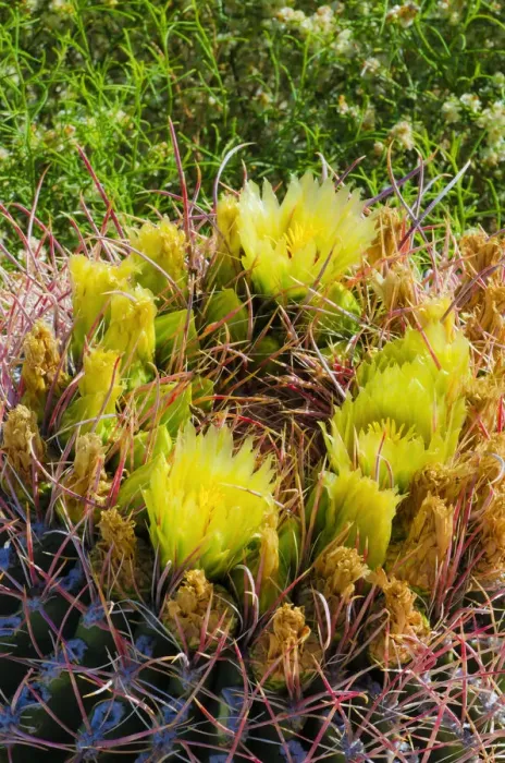Framed Print : Barrel cactus in bloom, Anza-Borrego Desert State Park, California, USA Framed Print : Barrel cactus in bloom, Anza-Borrego Desert State Park, California, USA