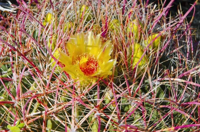 Framed Print : Barrel cactus blooming in Plum Canyon, Anza-Borrego Desert State Park, California, USA