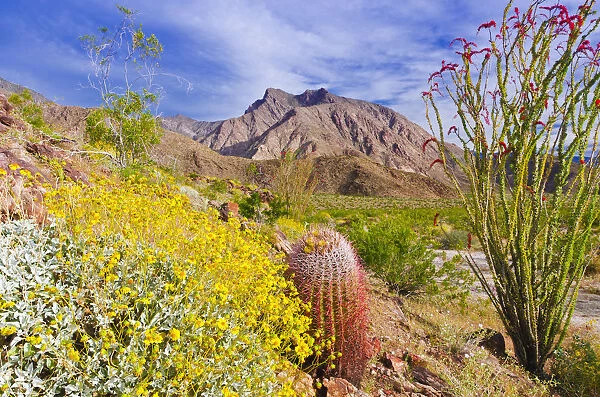 Barrel cactus, brittlebush and ocotillo under Indianhead Peak, Anza-Borrego Desert State Park