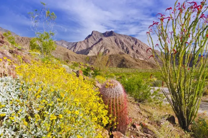 Framed Print : Barrel cactus, brittlebush and ocotillo under Indianhead Peak, Anza-Borrego Desert State Park Framed Print : Barrel cactus, brittlebush and ocotillo under Indianhead Peak, Anza-Borrego Desert State Park