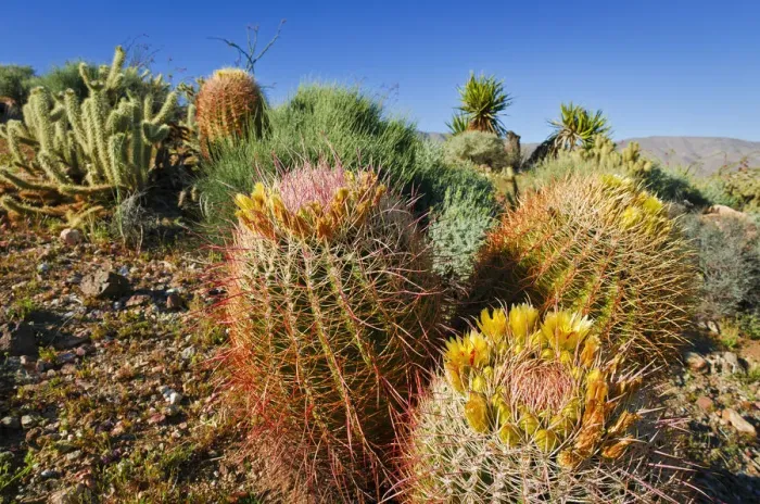 Framed Print : Barrel cactus and cholla in Plum Canyon, Anza-Borrego Desert State Park, California, USA Framed Print : Barrel cactus and cholla in Plum Canyon, Anza-Borrego Desert State Park, California, USA