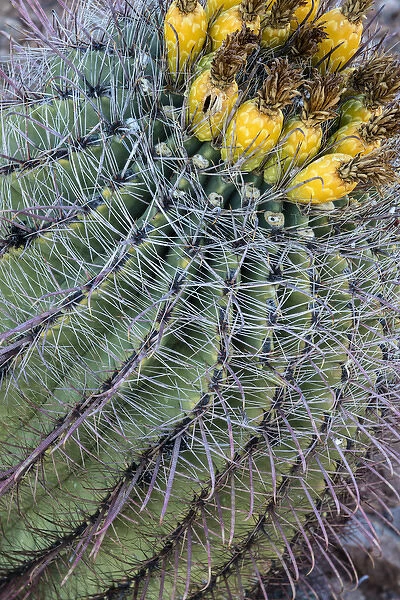 Barrel cactus with fruit in spring at Saguaro National Park in Tucson, Arizona, USA