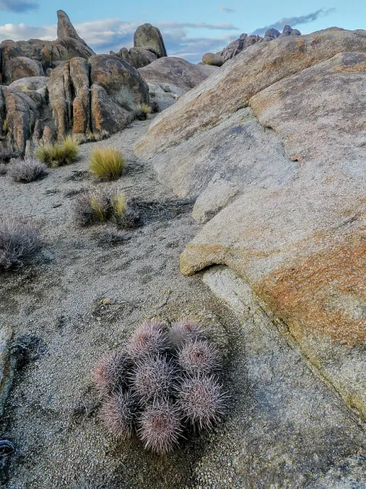 Framed Print : Barrel cactus im Alabama Hills and Mount Whitney area, Lone Pine, California