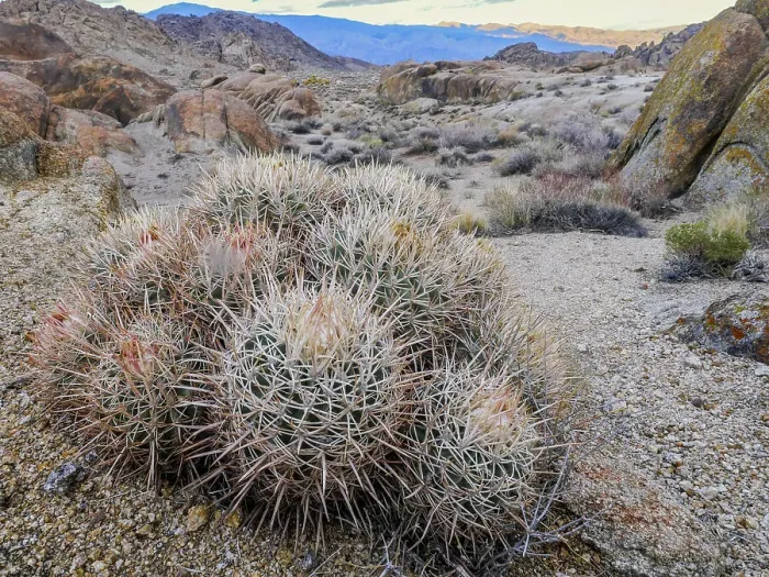 Framed Print : Barrel cactus im Alabama Hills and Mount Whitney area, Lone Pine, California Framed Print : Barrel cactus im Alabama Hills and Mount Whitney area, Lone Pine, California