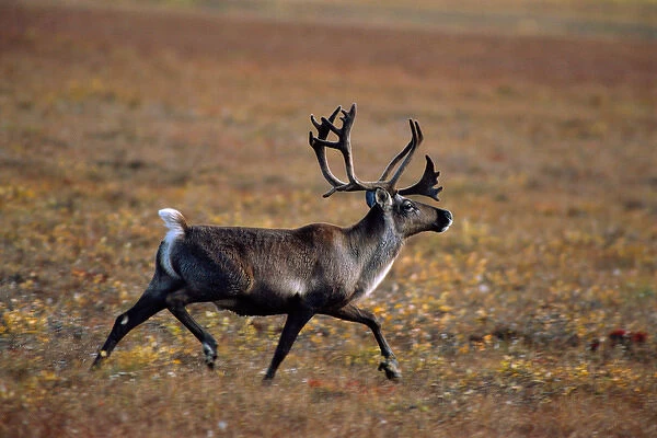 barren ground caribou, Rangifer tarandus, bull in the arctic where large herds migrate