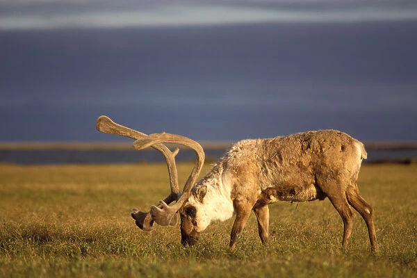 barren ground caribou, Rangifer tarandus, bull with velvet antlers, coastal plain