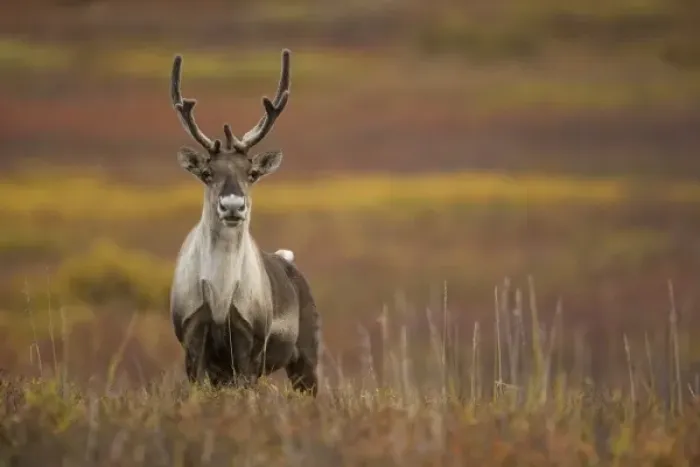 Framed Print : Barren-ground Caribou, Rangifer tarandus groenlandicus, in the Denali NP, Alaska