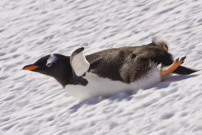Framed Print : Barrentos Island, Antarctica. Gentoo Penguin slides on its stomach. Digitally Altered
