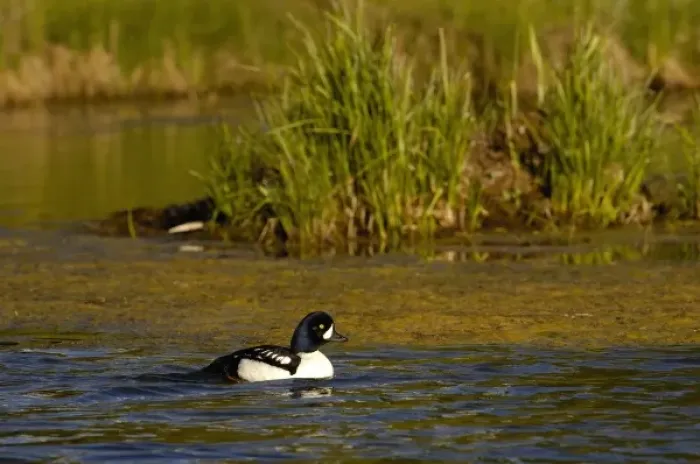 Framed Print : Barrows Goldeneye (Bucephala islandica) Grand Teton National Park Wyoming. USA