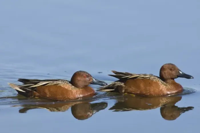 Framed Print : Baskett Slough National Wildilfe Refuge, Oregon, two Cinnamon Teal drakes (Anas cyanoptera) Framed Print : Baskett Slough National Wildilfe Refuge, Oregon, two Cinnamon Teal drakes (Anas cyanoptera)