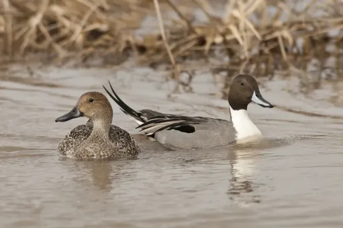 Framed Print : Baskett Slough National Wildlife Refuge, Oregon, a pair of Northern Pintails (Anas acuta)