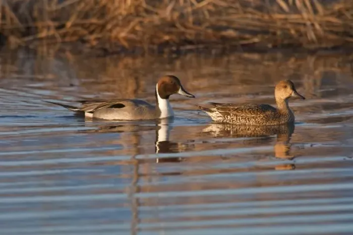 Framed Print : Baskett Slough National Wildlife Refuge, Oregon a pair of Northern Pintails (Anas acuta) Framed Print : Baskett Slough National Wildlife Refuge, Oregon a pair of Northern Pintails (Anas acuta)