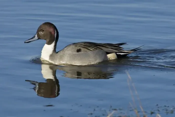 Framed Print : Baskett Slough National Wildlife Refuge, Oregon a Northern Pintail drake (Anas acuta) Framed Print : Baskett Slough National Wildlife Refuge, Oregon a Northern Pintail drake (Anas acuta)