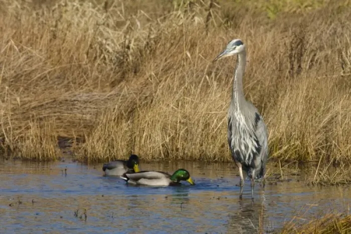 Framed Print : Baskett Slough National Wildlife Refuge, Oregon, a Great Blue Heron (Ardea herodias) Framed Print : Baskett Slough National Wildlife Refuge, Oregon, a Great Blue Heron (Ardea herodias)