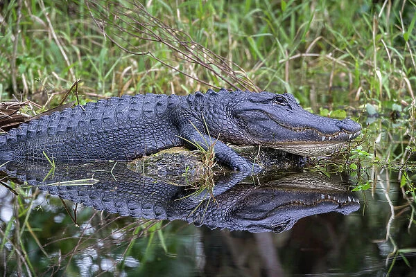 A basking American alligator in south Florida
