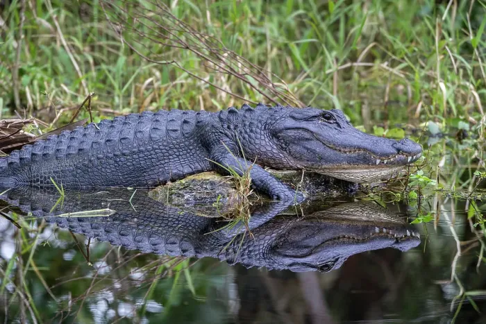 Framed Print : A basking American alligator in south Florida Framed Print : A basking American alligator in south Florida