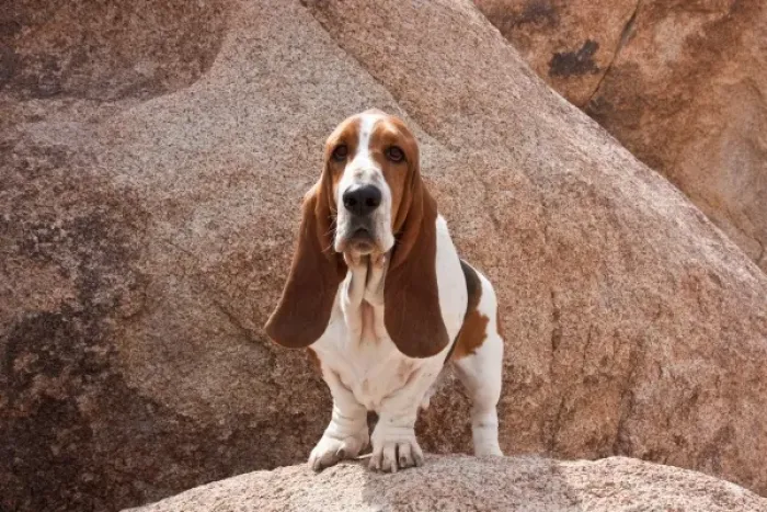 Framed Print : A Basset Hound standing on a boulder at Joshua Tree National Park in California Framed Print : A Basset Hound standing on a boulder at Joshua Tree National Park in California