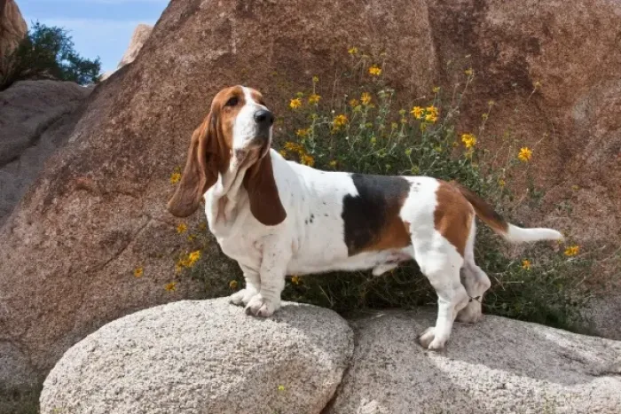 Framed Print : A Basset Hound standing on boulders at Joshua Tree National Park in California Framed Print : A Basset Hound standing on boulders at Joshua Tree National Park in California