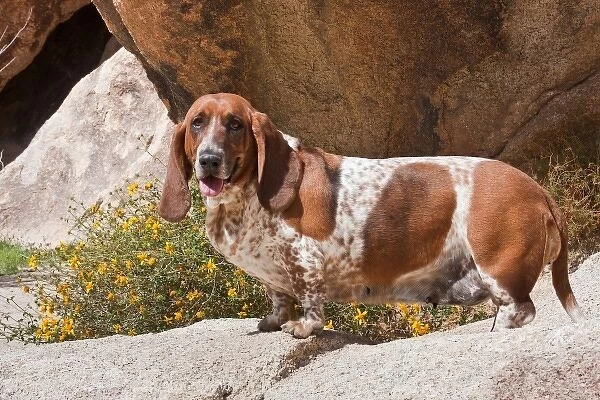 A Basset Hound standing on rocks with flowers behind at Joshua Tree National Park