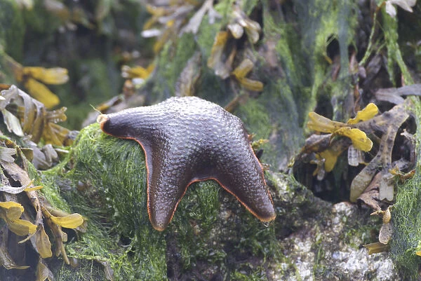 Bat Star (Asterina miniata) Awaiting the Tide Atop a Seaweed-Covered Rock, Broken Island Group