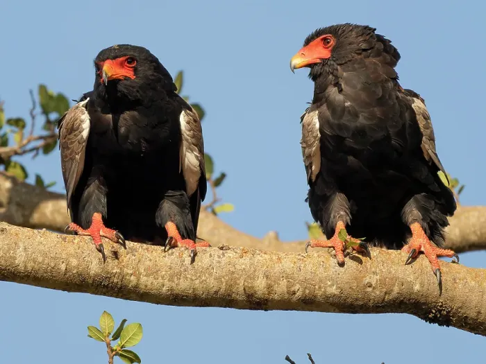 Framed Print : Bateleur eagle. Serengeti National Park, Tanzania, Africa