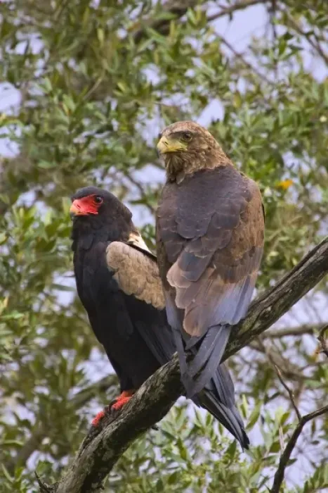 Framed Print : Two Bateleurs, one juvenile an one adult perched on a tree branch in the Msai Mara Kenya