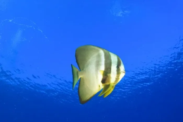 Framed Print : Batfish (Platax orbicularis), Palau, Micronesia, Rock Islands, World Heritage Site Framed Print : Batfish (Platax orbicularis), Palau, Micronesia, Rock Islands, World Heritage Site