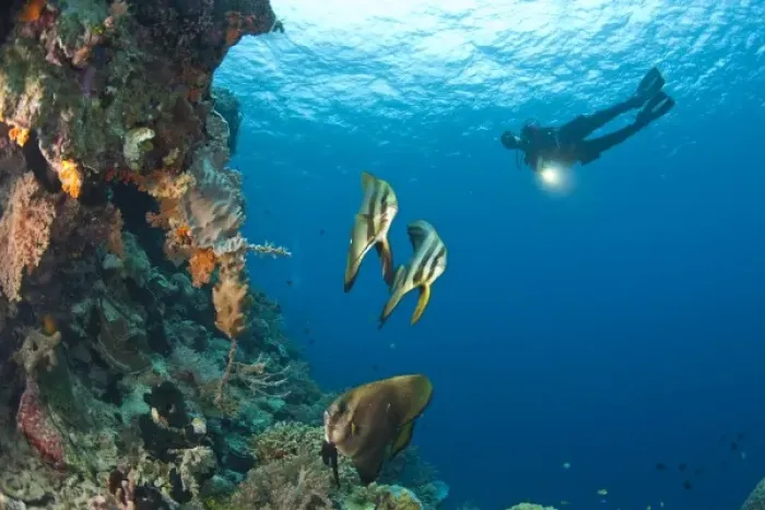 Framed Print : batfish and scuba divers at Tukang Besi Marine Preserve, pristine reefs near Wakatobi Diver Resort Framed Print : batfish and scuba divers at Tukang Besi Marine Preserve, pristine reefs near Wakatobi Diver Resort