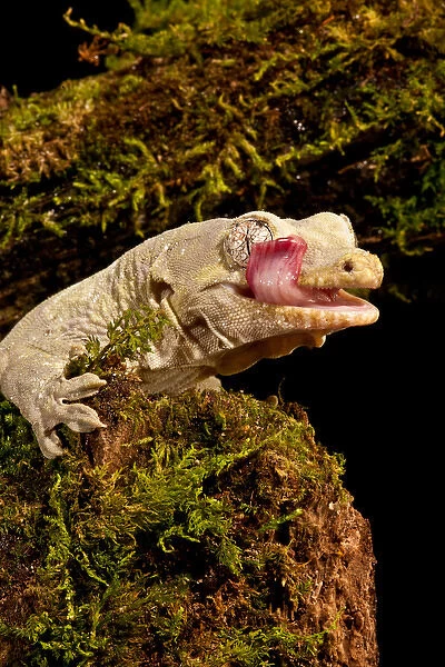 Bavays Giant Gecko, Rhacodactylus chahoua, Native to New Caledonia