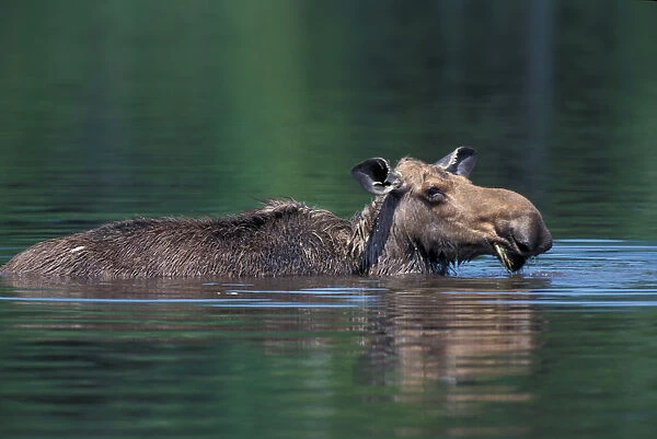 Baxter S. P. ME Moose, Alces alces. Feeding at Sandy Stream Pond. June