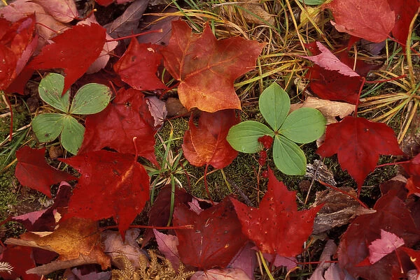 Baxter State Park, ME. Bunchberry and maple leaves color the forest floor