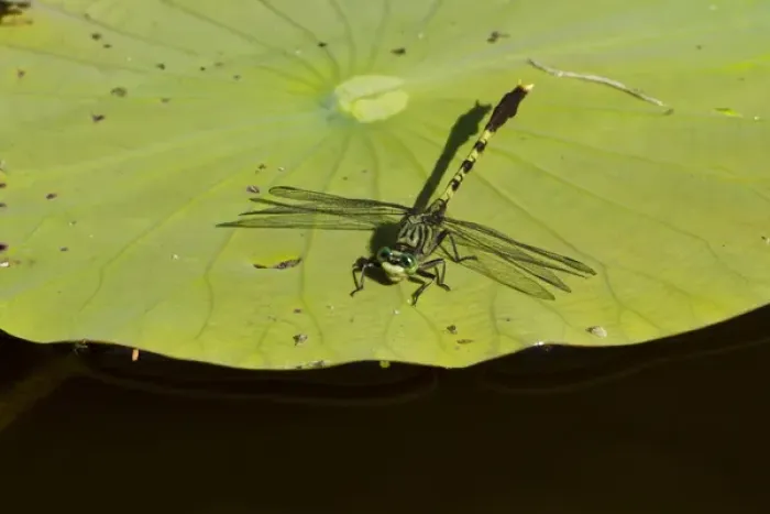 Framed Print : Bayon Clubtail dragonfly (Arigomphus maxwelli) resting on water lily pad in Caddo Lake Framed Print : Bayon Clubtail dragonfly (Arigomphus maxwelli) resting on water lily pad in Caddo Lake