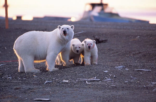 BE-1488 Polar Bear (Ursus maritimus) sow and two cubs have fed on recently harvested Bowhead Whale