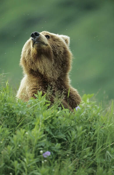 BE-916 Older Kodiak Brown Bear (Ursus arctos middendorffi) cub sniffs the air