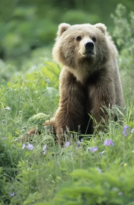 Framed Print : BE-953 Older Kodiak Brown Bear (Ursus arctos middendorffi) sits amongst some wildflowers Framed Print : BE-953 Older Kodiak Brown Bear (Ursus arctos middendorffi) sits amongst some wildflowers