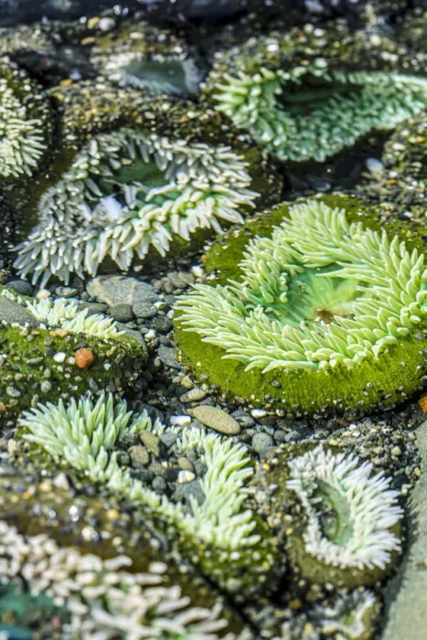 Framed Print : Beach 4, Kalaloch Lodge Olympic National Park, Washington State, USA. Sea anemones Framed Print : Beach 4, Kalaloch Lodge Olympic National Park, Washington State, USA. Sea anemones