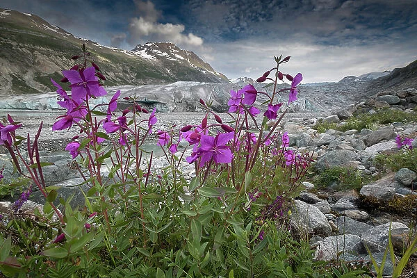 Beach beauty flowers thriving near the terminus of Reid Glacier, Glacier Bay