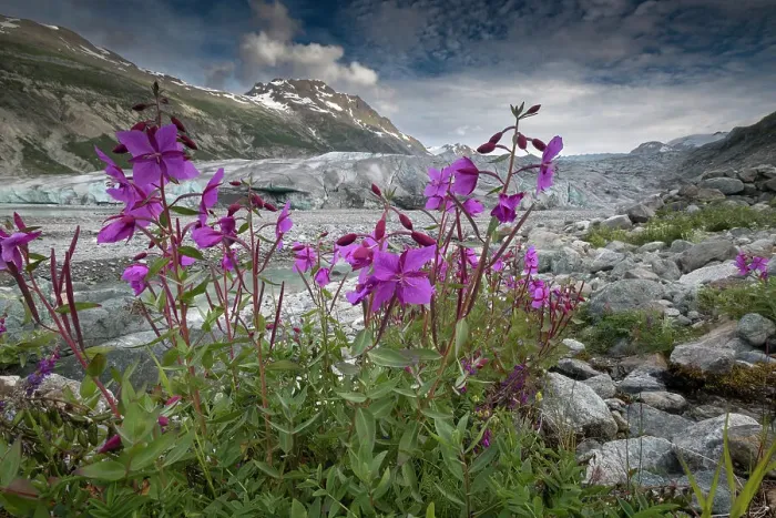 Framed Print : Beach beauty flowers thriving near the terminus of Reid Glacier, Glacier Bay Framed Print : Beach beauty flowers thriving near the terminus of Reid Glacier, Glacier Bay