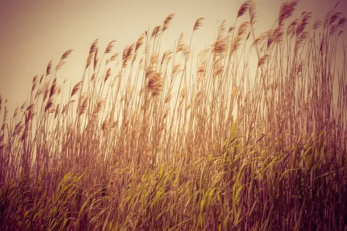 Framed Print : Beach grass waving in the wind, Fire Island, New York, USA