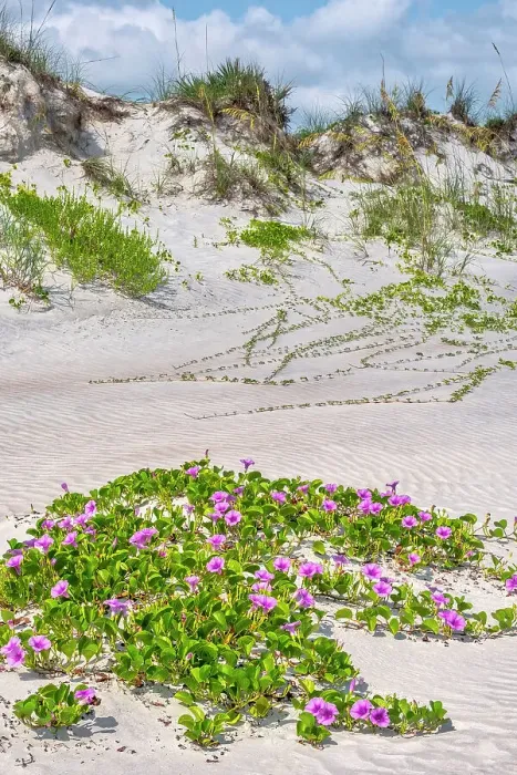 Framed Print : Beach morning glories in the dunes, New Smyrna Beach, Florida Framed Print : Beach morning glories in the dunes, New Smyrna Beach, Florida