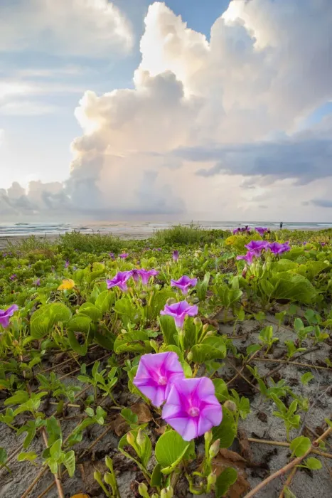 Framed Print : Beach morning glory in bloom Framed Print : Beach morning glory in bloom