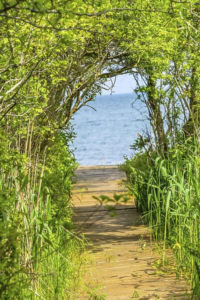 Beach path through trees. Padanaram, Dartmouth, Massachusetts