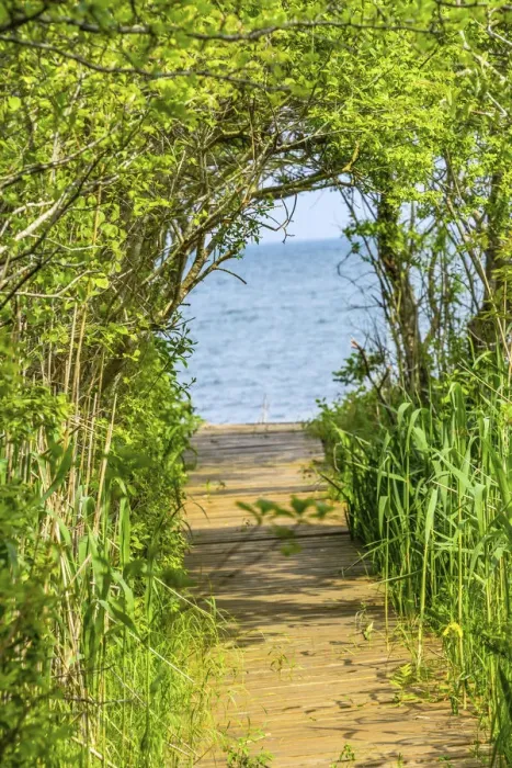Framed Print : Beach path through trees. Padanaram, Dartmouth, Massachusetts Framed Print : Beach path through trees. Padanaram, Dartmouth, Massachusetts